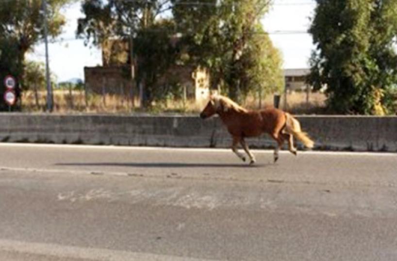 cavallo per strada