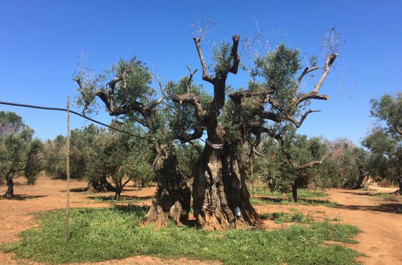 Xylella, il «gigante» di Allistein agonia: muore dopo 1.500 anni