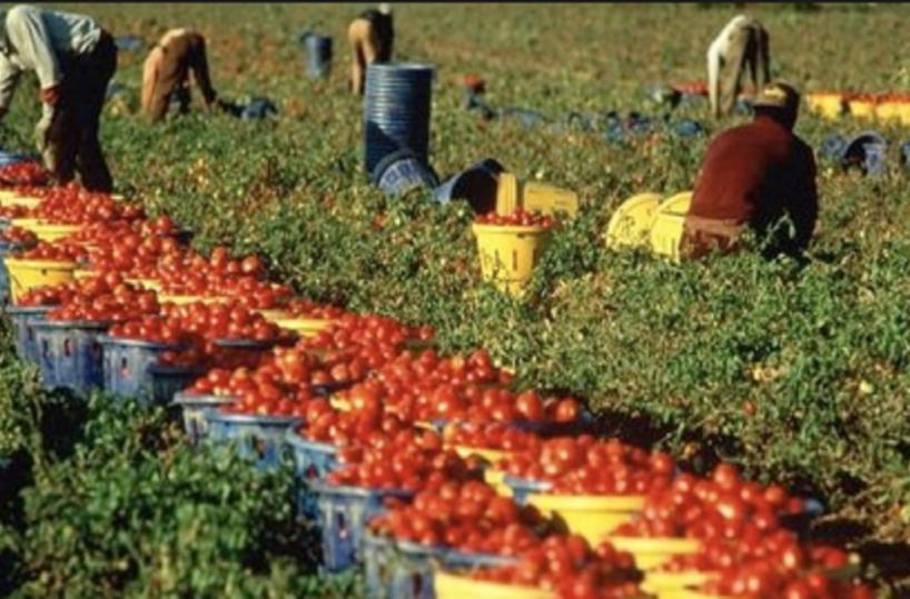 raccolta pomodoro caporalato agricoltura