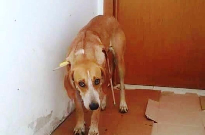 cagnetta ferita da una freccia