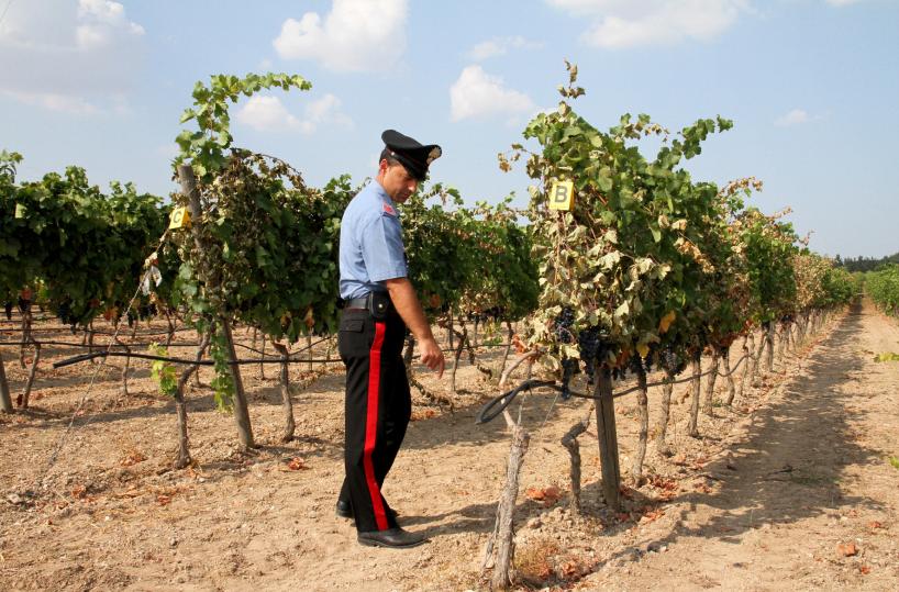 vigneti carabinieri