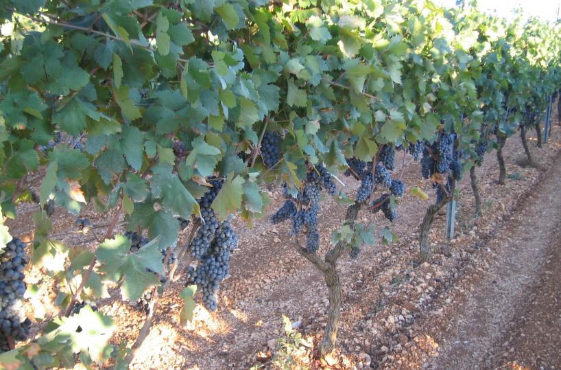 uva vino primitivo