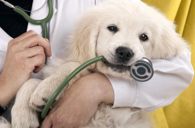 Perch&eacute; l&rsquo;anestesia agli animali non deve far paura