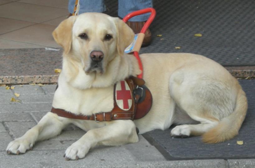 cane guida non vedenti