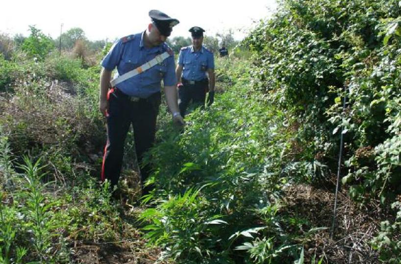 Trani, scoperte più di 1500 piante di marijuana: arrestato 48enne
