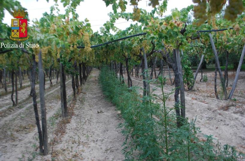 Andria, coltivava cannabisarrestato 54enne ad Andria
