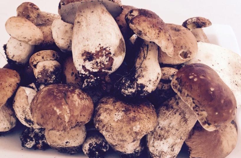 funghi porcini