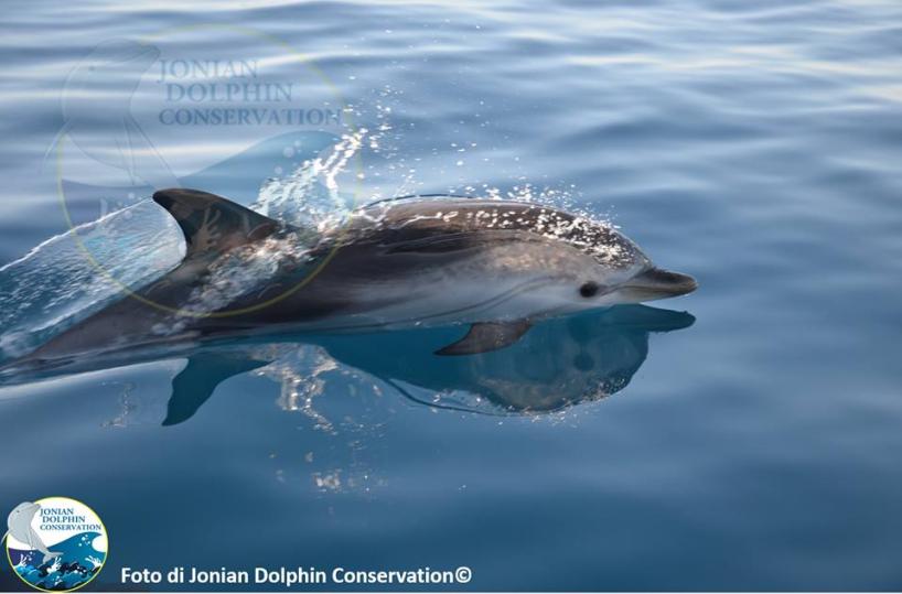 delfini