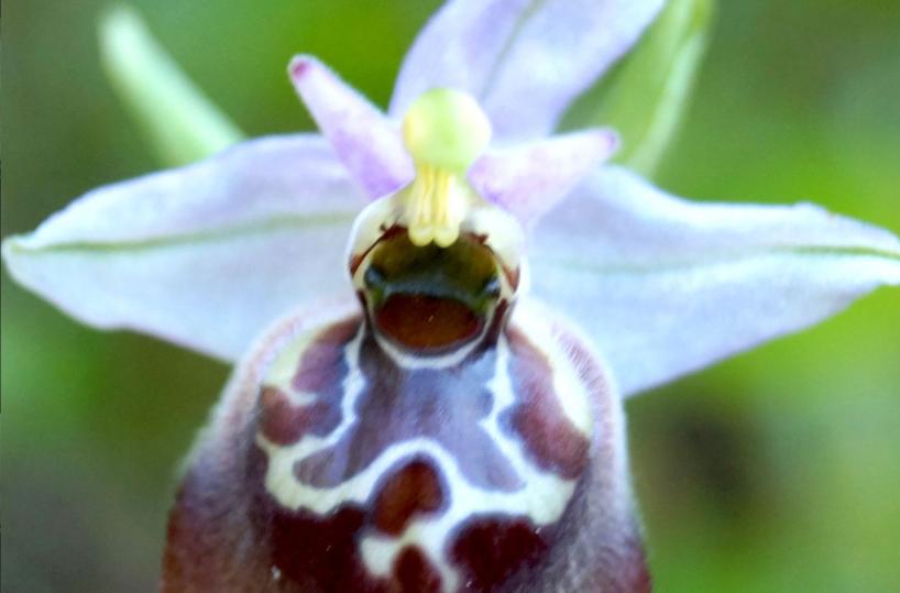 nuova orchidea scoperta nel salento