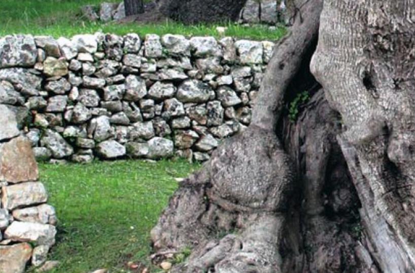 ULIVI SECOLARI - Monumenti salentini