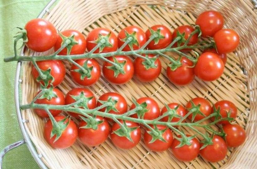 pomodoro ciliegino