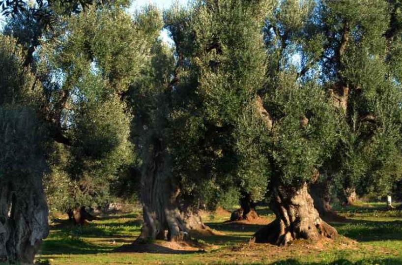 Alberi monumentali, in Puglia sono 252 ma è allarme per la Xylella nella Piana degli Ulivi Monumentali 