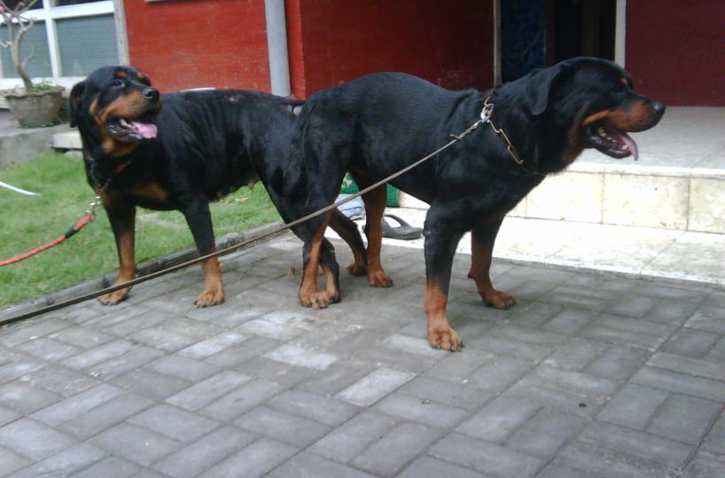 Assalito da tre rottweileramputate gambe a 43enne