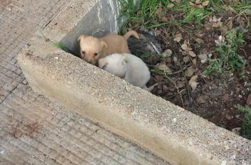 cuccioli cane