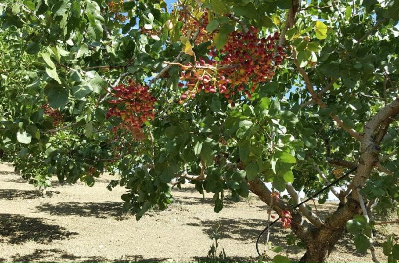 pistacchio di stigliano