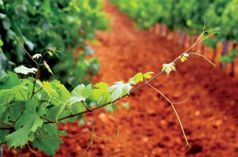 Vigneto primitivo di Manduria