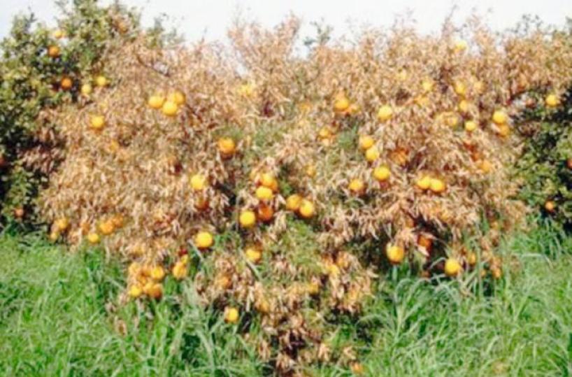 «Tristeza», altro virus in Pugliastrage di aranci e limoni