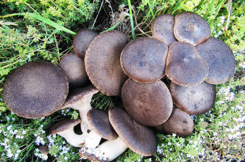 funghi cardoncelli