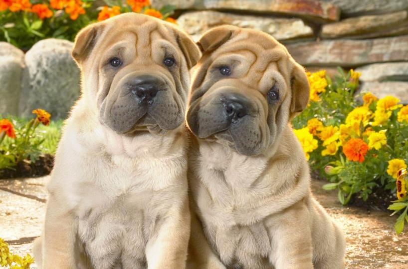 cani cuccioli bellissimi
