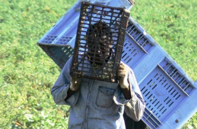 lavoro nero campagna
