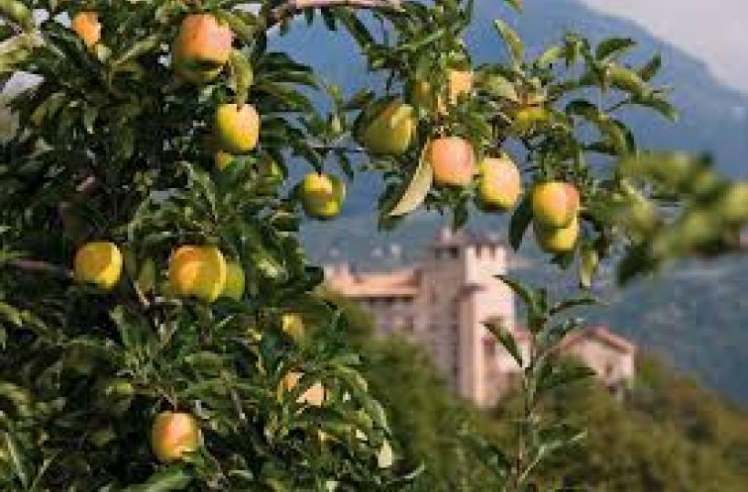 Xylella, Trentino contro la Puglia«Causa vostra, giù export di mele»