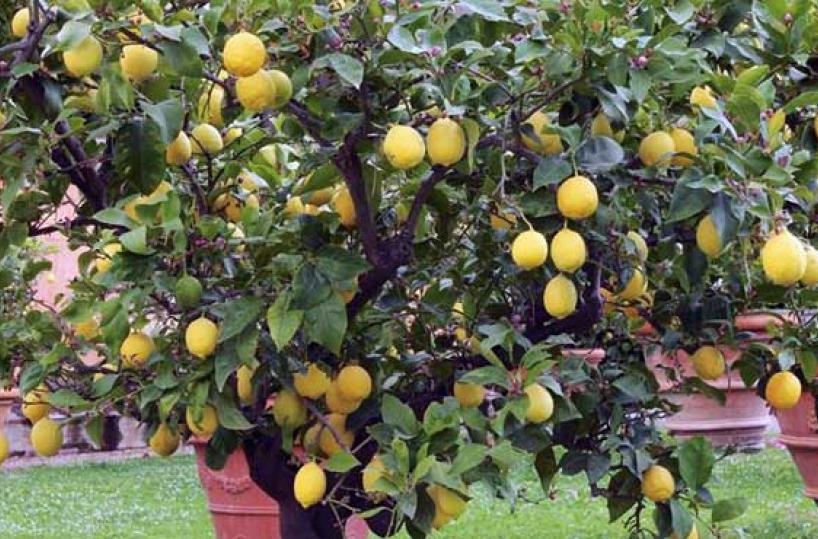 Albero di limone