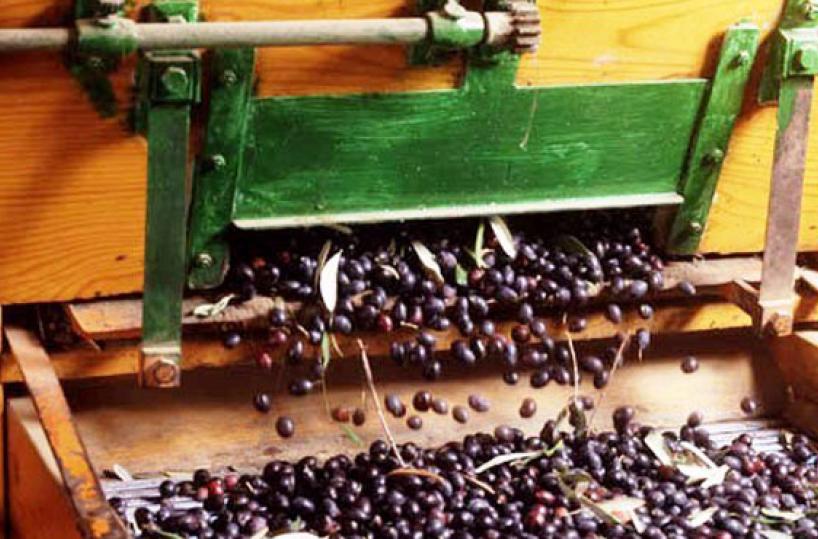 MAIATICA - L’oliva al forno, come da tradizione, oppure per l’extravergine
