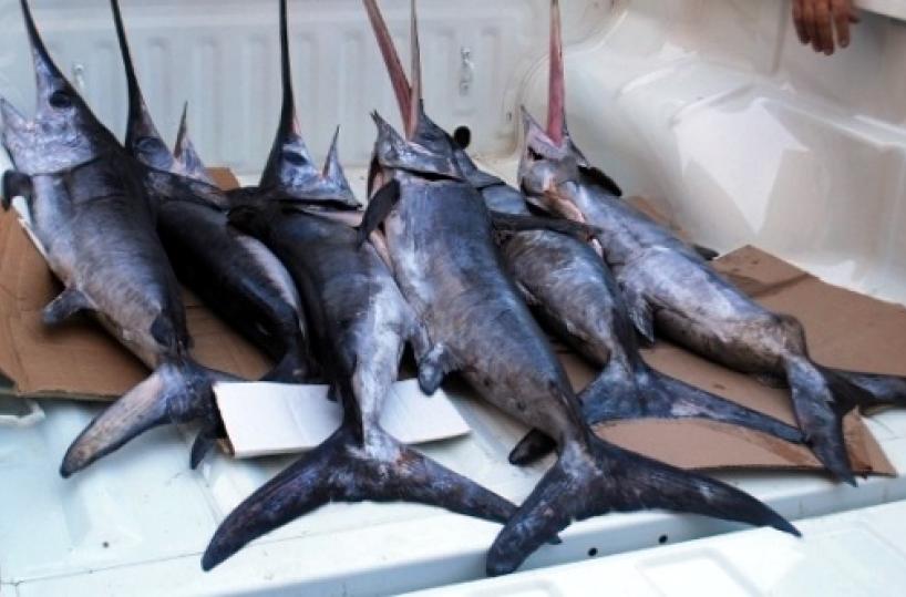piccoli pesce spada