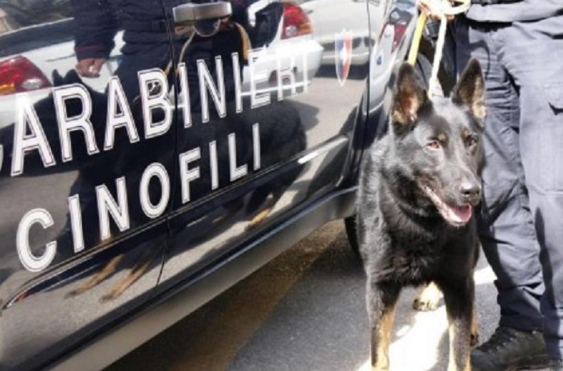 carabinieri unità cinofile