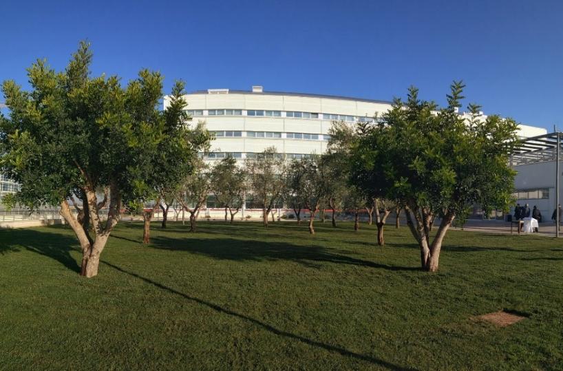 Scontro treni,  la Regione dedicaun «parco» di 23 ulivi alle vittime
