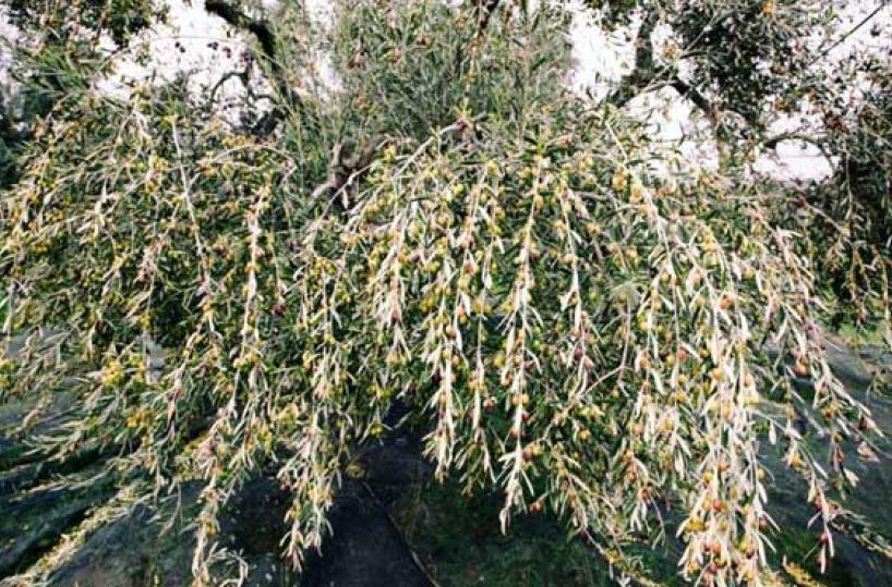 OLIVE - Una grande ricchezza