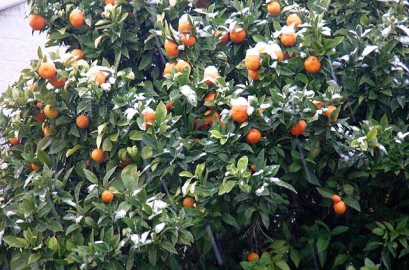 agrumi sotto la neve