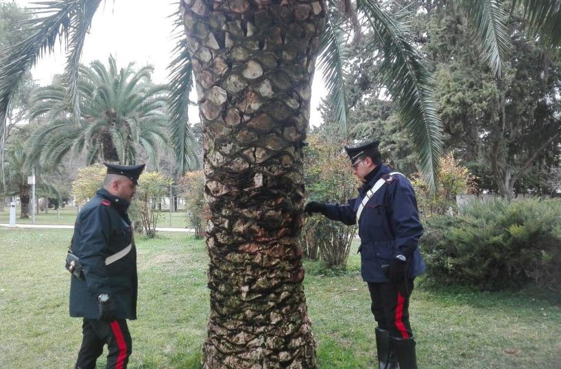 Andria, nascondeva droga in una palma: finisce in cella
