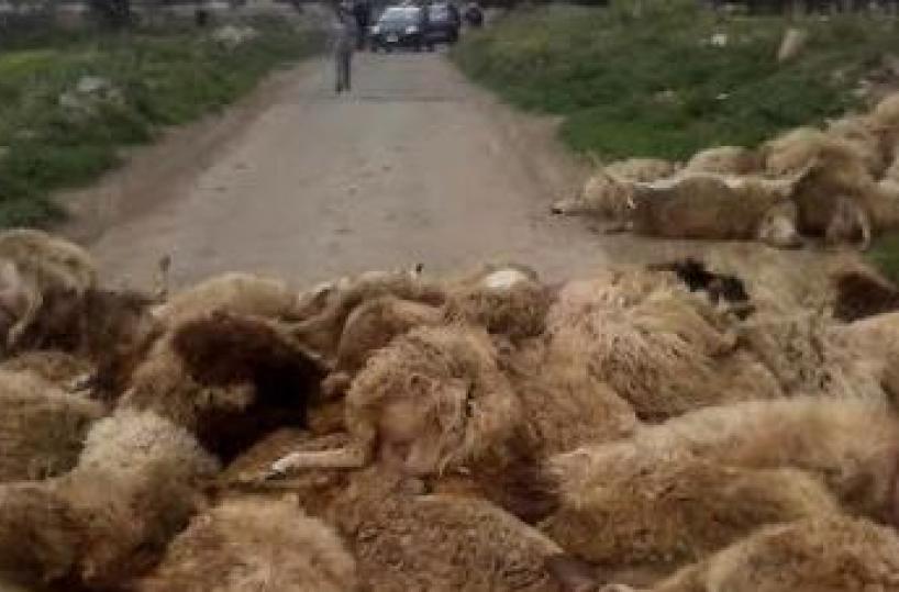 Strage di pecore in Salento morte dopo caduta in canalone
