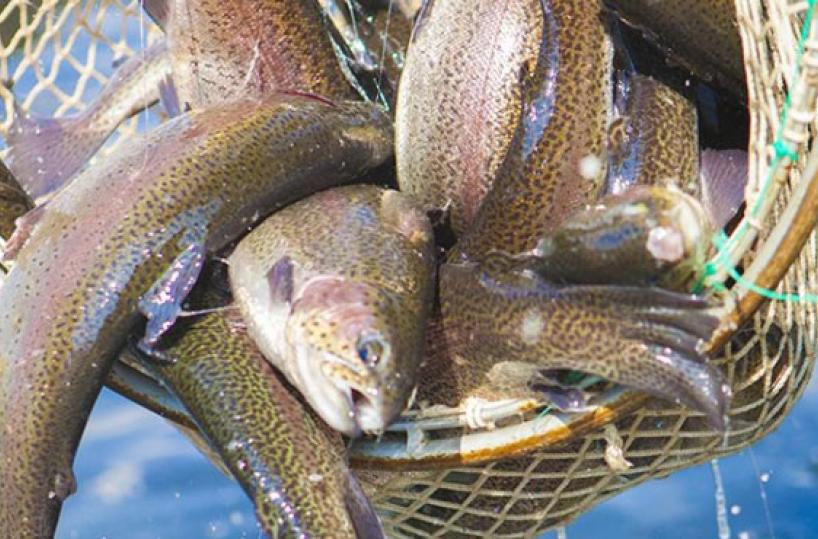 A PESCA - Una passione per le trote