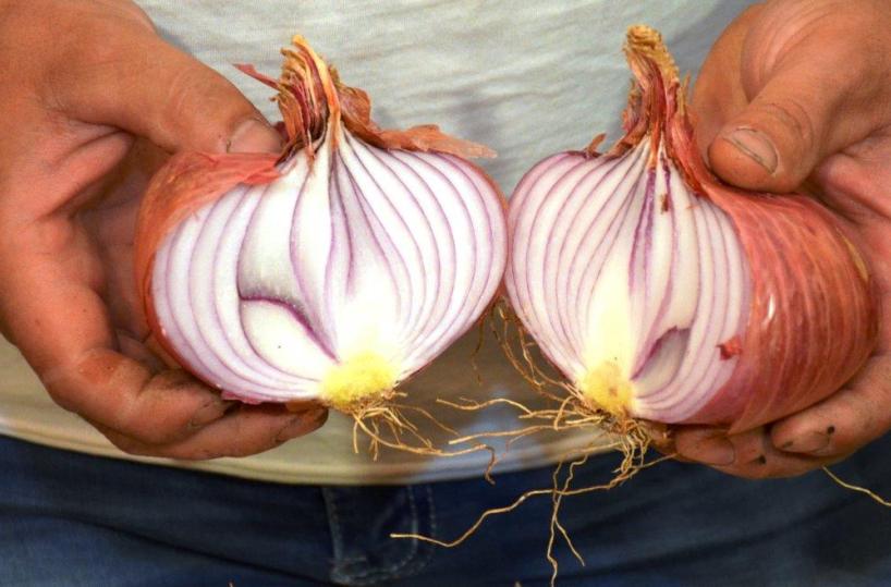 PUGLIA - La cipolla di Acquaviva delle Fonti