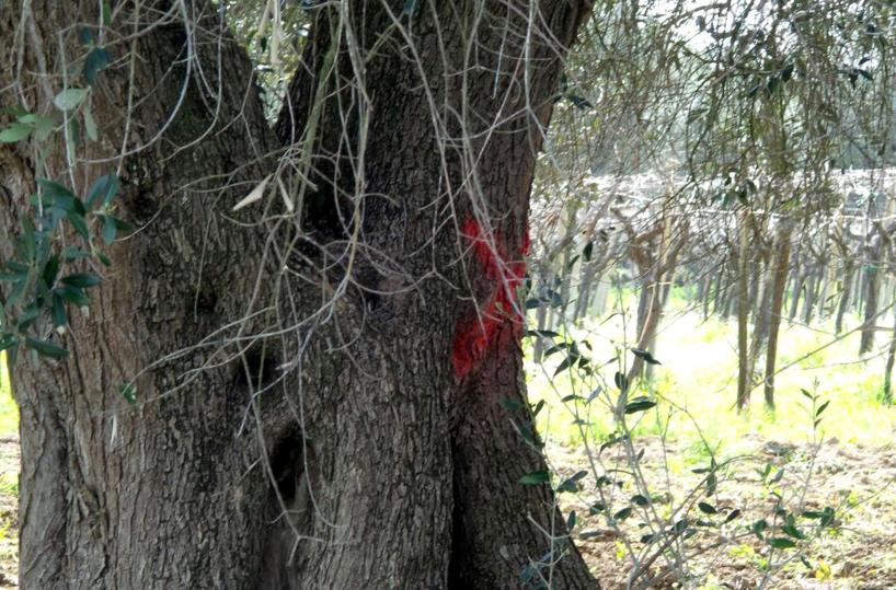 Xylella, l'accordo con la Uein 5 punti per salvare gli ulivi