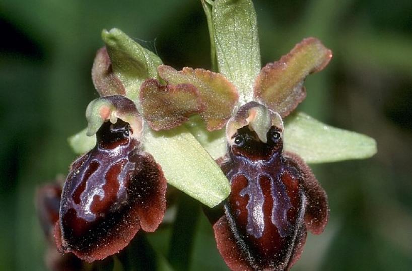 orchidea spontanea Ophrys garganica