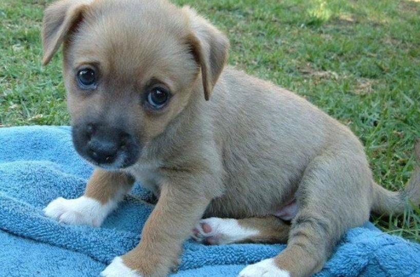 cucciolo cane