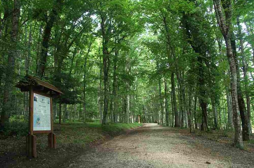 faggete del Parco del Gargano