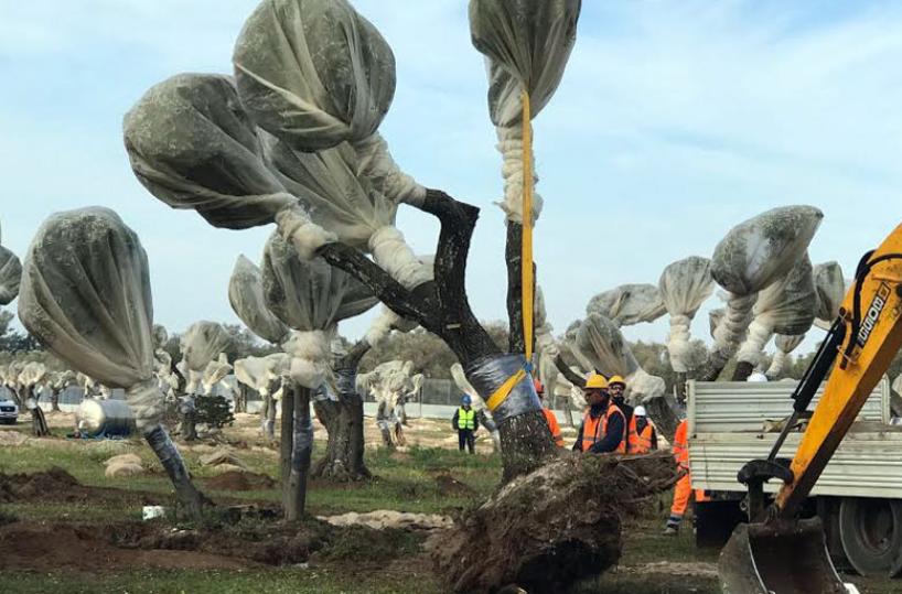 Tap, sospesi fino a lunedì i lavori di espianto degli ulivi