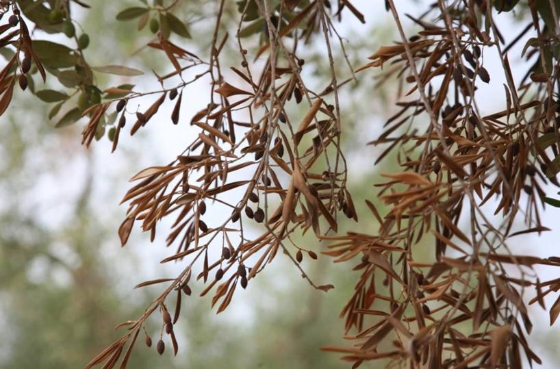 xylella ulivo malato