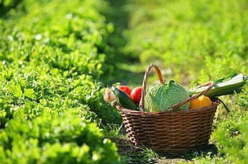 agricoltura