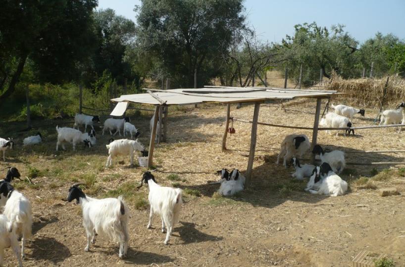 pastorizia