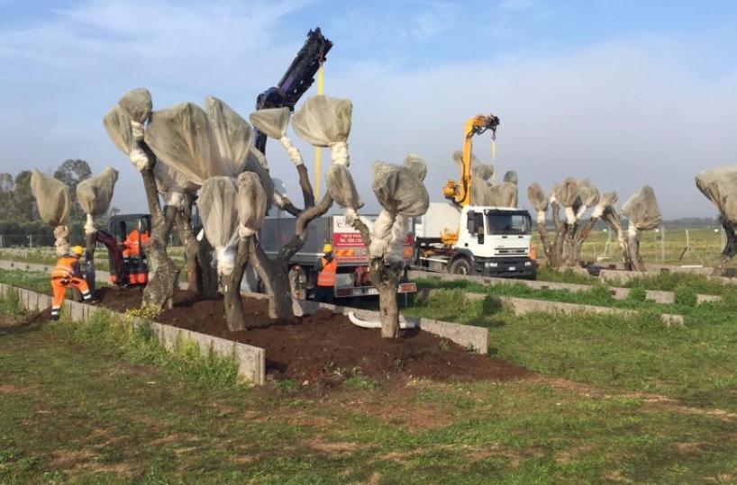 Tap, «stop a espianto ulivi» Il Tar Lazio ferma il gasdotto «Ma l'opera è definitiva»