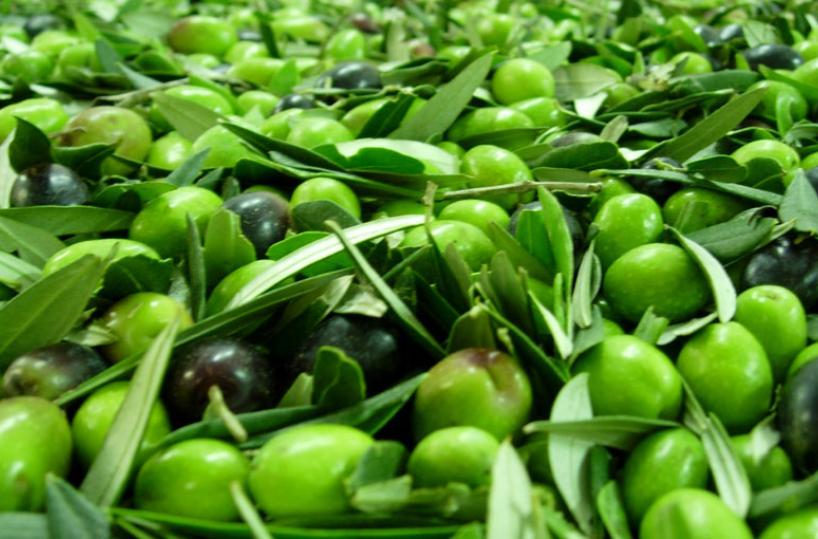 A TAVOLA - L'olio pilastro della Dieta Mediterranea