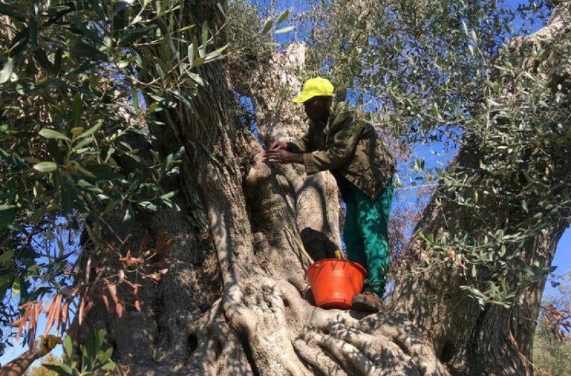 Xylella, innesti per salvare ulivo dedicato a Michelle Obama