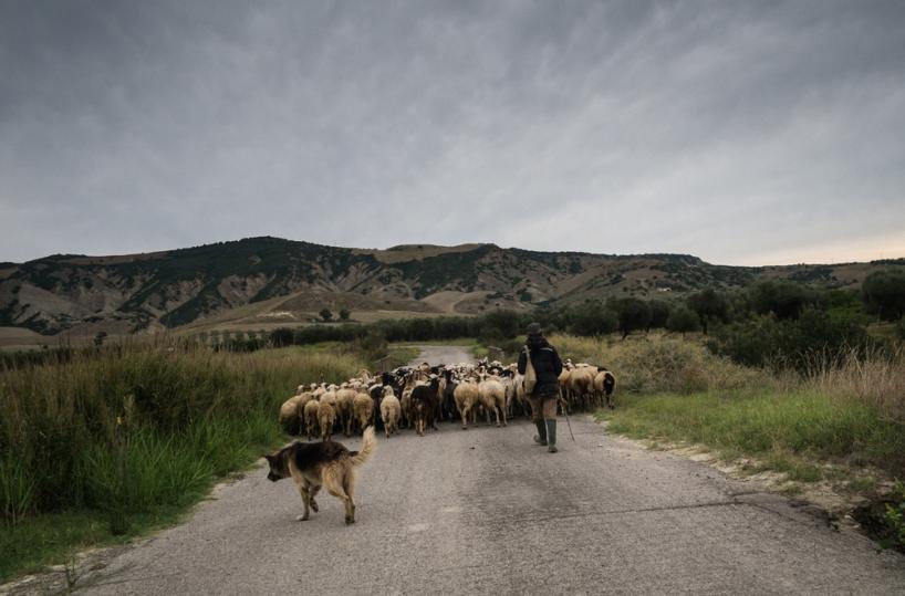 pascolo in val basento