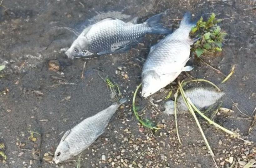 Nuova morìa di carpe nella diga del Basentello Torna lo spettro Pertusillo