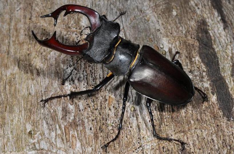 Lucanus cervus